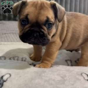 Rocket, French Bulldog Puppy